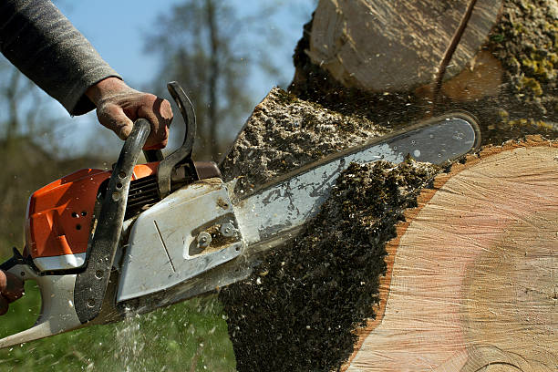 The Steps Involved in Our Tree Care Process in Makaha, HI